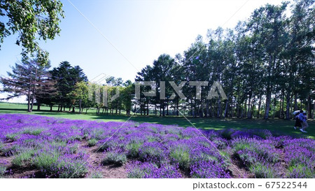 Lavender Garden at Hitsujigaoka Observatory 67522544