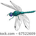 Color image of the dragonfly 67522609
