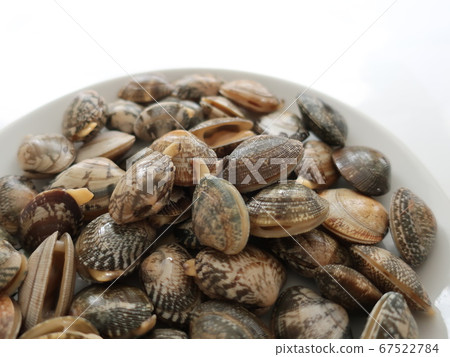 新鮮和新鮮的蛤 新鮮和新鮮的蛤 67522784