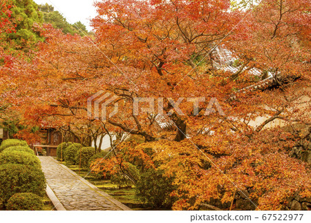 Renen-an Ikkyu-ji Temple, a sightseeing spot for autumn in Kyoto 67522977