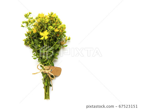 Bunch of St. John's wort on a white Bunch of St. John's wort on a white 67523151