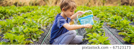 Little toddler boy on organic strawberry farm in summer, picking berries BANNER, LONG FORMAT Little toddler boy on organic strawberry farm in summer, picking berries BANNER, LONG FORMAT 67523173