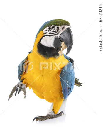ara ararauna in studio 67523216