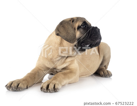 young bullmastiff in studio young bullmastiff in studio 67523222