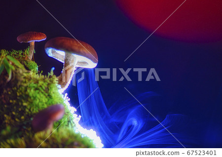 Spore release of mushrooms 67523401