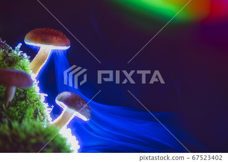 Spore release of mushrooms Spore release of mushrooms 67523402