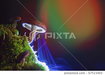 Spore release of mushrooms 67523403