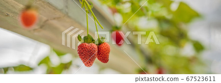 Strawberry at hydroponic farm in the greenhouse BANNER, LONG FORMAT Strawberry at hydroponic farm in the greenhouse BANNER, LONG FORMAT 67523611