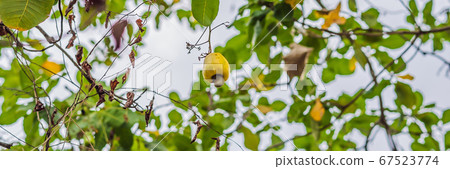 Cashew apple on a branch in the forest BANNER, LONG FORMAT Cashew apple on a branch in the forest BANNER, LONG FORMAT 67523774