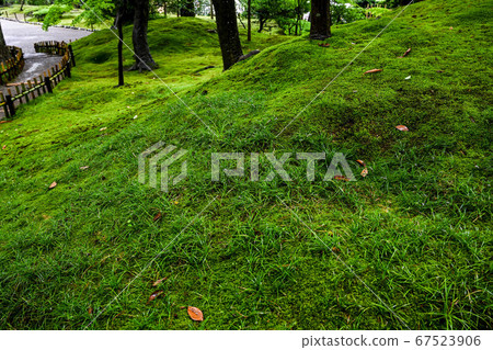 Early summer of Kenrokuen Early summer of Kenrokuen 67523906