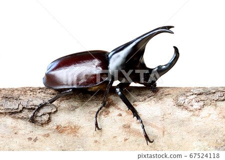 Rhinoceros beetle on wooden isolated on white 67524118