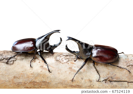 Rhinoceros beetle are fighting on wooden isolated Rhinoceros beetle are fighting on wooden isolated 67524119