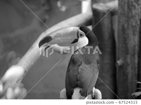 巨嘴鳥 巨嘴鳥 67524315