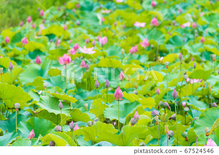 岡山市高松城的蓮花，荷花池 67524546