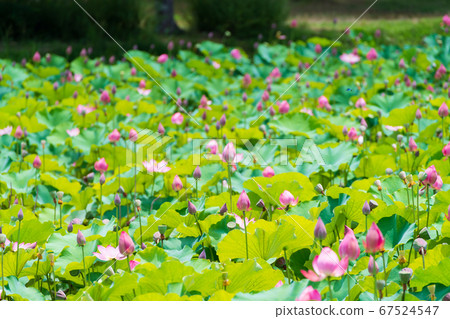 Lotus flower, lotus pond in Takamatsu Castle, Okayama city Lotus flower, lotus pond in Takamatsu Castle, Okayama city 67524547