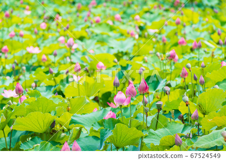 Lotus flower, lotus pond in Takamatsu Castle, Okayama city Lotus flower, lotus pond in Takamatsu Castle, Okayama city 67524549