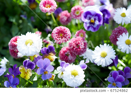 Colorful spring flower bed 67524862