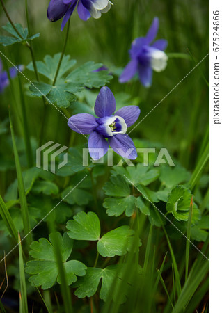 Purple Odamaki 67524866