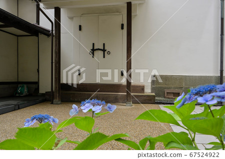 Hydrangea of Izumi Kyoka Memorial Museum Hydrangea of Izumi Kyoka Memorial Museum 67524922