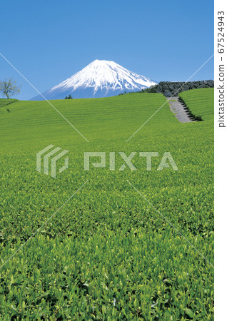 富士山茶園 67524943