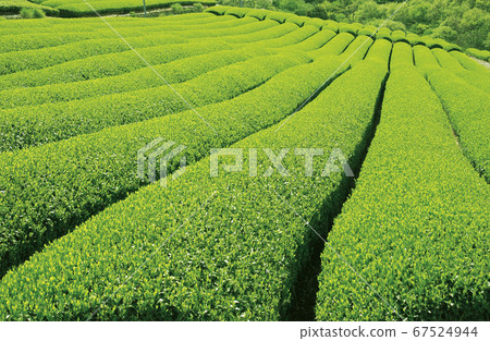 茶園 茶園 67524944