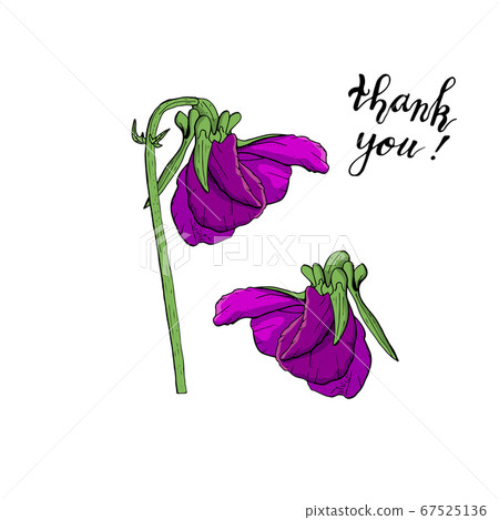 Hand drawn pansy flowers clipart. Floral design Hand drawn pansy flowers clipart. Floral design 67525136