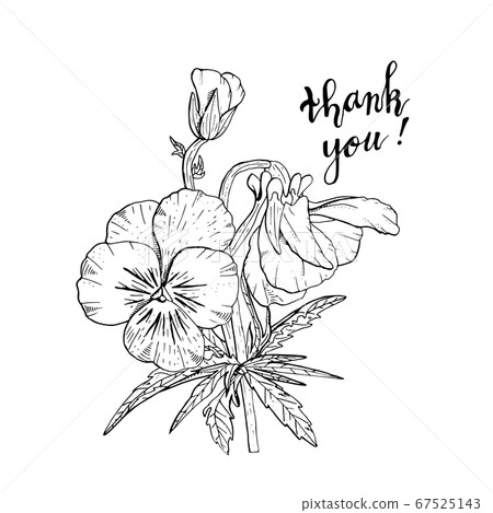 Hand drawn pansy flowers clipart. Floral design Hand drawn pansy flowers clipart. Floral design 67525143