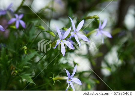 A pretty flower of Isotoma A pretty flower of Isotoma 67525408