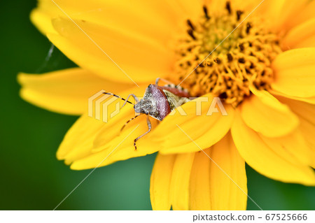 Bee whale bug Bee whale bug 67525666
