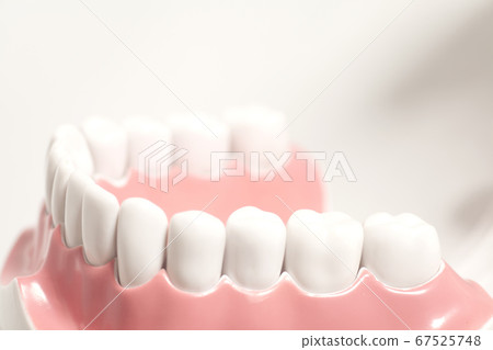 Generic dental human teeth model Generic dental human teeth model 67525748