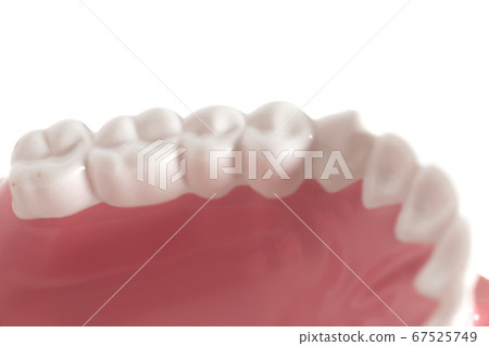 Teeth model Teeth model 67525749
