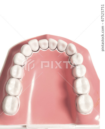 Tooth model Tooth model 67525751