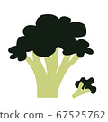 broccoli 67525762