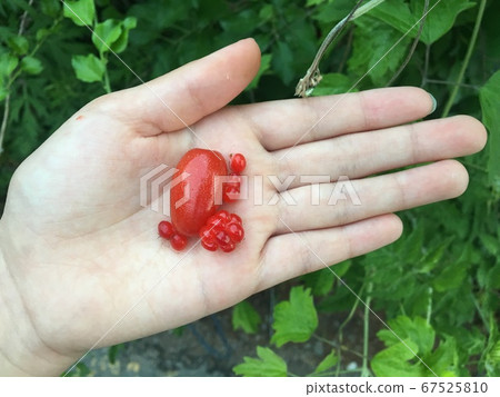 大麥果實，手和天空 67525810