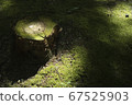 陽光陽光苔蘚 67525903