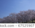 藍天和櫻花 67525907