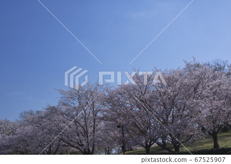 Blue sky and cherry blossoms 67525907