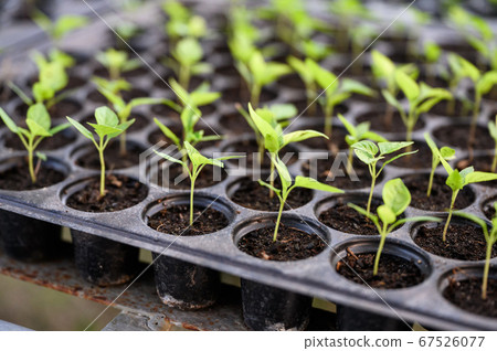 Cultivation chilli sprout in soil tray 67526077
