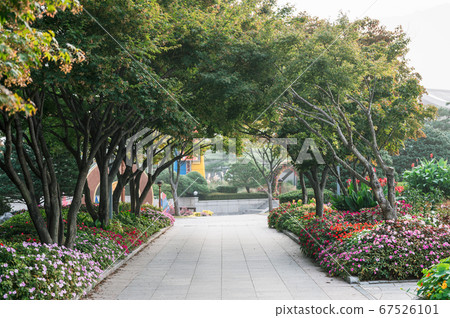 Arch tunnel tree with colorful flower blooming in 67526101