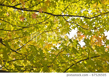 Autumn leaves shining 67526505