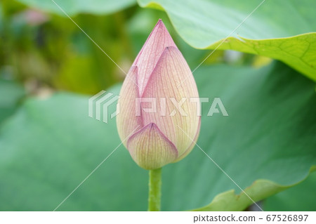 Lotus flower Lotus flower 67526897