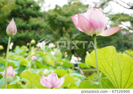 Lotus flower Lotus flower 67526900