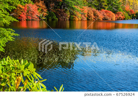 （長野縣）白顏色的秋天的顏色 67526924