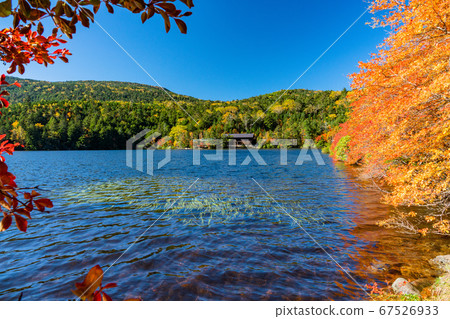 (Nagano Prefecture) Shirakomaike in autumn colors 67526933