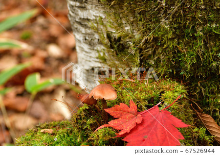 高千穗高原的秋葉 67526944