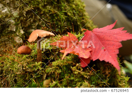Autumn leaves of Takachiho Kogen 67526945