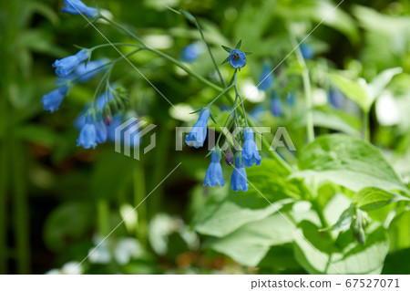Blue flowers 67527071