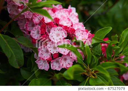 卡爾米爾的花朵 卡爾米爾的花朵 67527079
