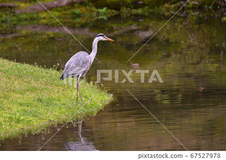 Gray heron living in the city Gray heron living in the city 67527978