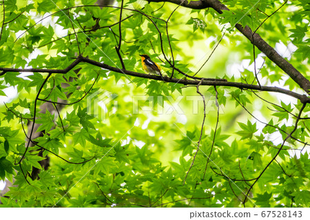 Summer water forest landscape of natural forest Fukishima perched on a branch Fukushima City, Fukushima Prefecture 67528143